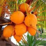 Zomoloco Coconut PlantNarkel PlantHybrid Red Coconut Rare Kerala Tree Plant Original Variety