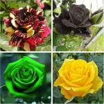 NSKON Gardens Rare Exotic Rose Flower Seeds Combo - Black Yellow Green Red-Yellow Seed (Pack Of 20)