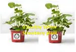 Green view Yellow Strawberry Fruit Very Sweet Healthy Hybrid Plant Pack of 2