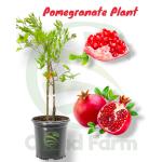 Cloud Farm Super Red Bhagwa Anar Hybrid Pomegranate Plant, Pack Of 1,SCF_273