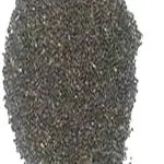 Kapebonavista Jagli Tulsi Bana Tulasi Kali Tulasi Hoary Basil Wild Basil Ocimum canum Seeds 50gm