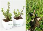 ONLINE PLANT BAZAR GOOD LUCK JADE/CRASSULA PLANT(PACK OF-2)
