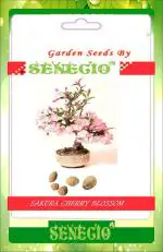 SENECIO Japanese Sakura Cherry Blossom 5 Seeds Pack