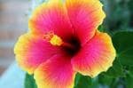 Cloud Farm Hybrid Yellow and Red Flower Hibiscus Plant - 200 mm CF018