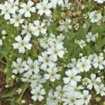 Plantogallery Gypsophila Mixed Colour Flower Seed (Pack Of 2) | Outdoor Decor| Lawn and Garden| Garden| | Home Accessory| Home Decors| Lawn Accessory| Garending Accessory| Gypsophila Mixed Colour Flower Seed|