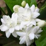 SENECIO Jasmin Mogra Flower Pack Of 12 Seeds