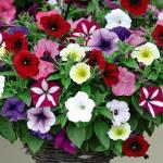 Tamransh Seedsville Petunia Mixed Color Flower Seeds, 30 Seeds