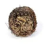 Xetomos Kuktandtwak Bhasma 10g