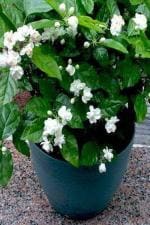 Cloud Farm Hybrid Jasmine Plant - 200 mm CF_A60