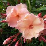 Platone Kaner PlantCaner PlantKaner, Nerium Oleander (Any Color) - Plant
