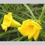 Marinetree Live Kaner/Nerium Oleander Flower Plant