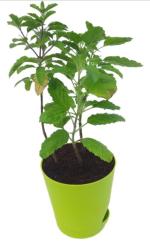 BAGICHO Ram Tulsi/Basil Live Plant With Self Watering Pot, Pot Height: 4 inch Plant Height: 15-20cm