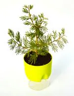 India gardening Sami Medicinal Plant Chikur, Rhejri, Chonkar, Sami Plant with Self Watering pot