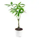 PHULWA Braided Pachira Money Tree Live Plant With White Nursery Pot