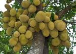 Online Plant Bazar Green All Time Jackfruit Thai Varity Grafted Live Plant