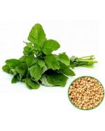 Master Green Tropical Amaranthus Seed (2000 Per packet)