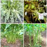Cloud Farm Healthy Kerala Green Cardamom Choti Elaichi Spice Plants For Home Garden, CF_N40