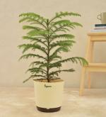 UGAOO Indian Christmas Tree Indoor Live Plant With Pot (Large)