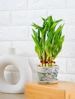 Nurturing Green Lucky Bamboo Plant 2 Layer With Green Mystique Pot
