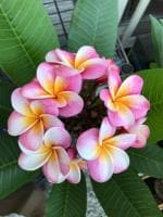 Heaven Of Saplings Plumeria Plant (Pack of 1)