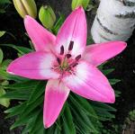Plantogallery Green Lilium Arbatax Asiatic Lily Flower Bulb (Pack Of 5) (Green) | Outdoor Decor| Lawn and Garden| Garden| | Home Accessory| Home Decors| Lawn Accessory| Garending Accessory| Lilium Arbatax Asiatic Lily Flower Bulb|