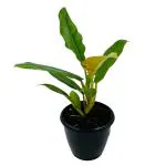 Hug A Plant Philodendron Narrow Escape / Tiger Tooth - Live Plant in 10cm Pot (Home & Garden)