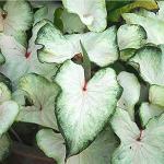 Kraft Seeds Caladium Flower Bulb (Pack of 5)