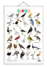 GO WOO Birds Educational Poster for Preschool Kids Classroom Study | Learning- Chart for Kids