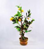 Cloud Farm Hybrid and Tangerine Orange Plant - 180 mm CF1134asd