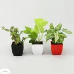 Corofitam Money Plant_so-56(x17