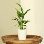 FlowerAura Decorative Air Purifying Peace Lily Live Indoor Plant In Tapper Vase Pot Showpiece For Living Room, Balcony, Office/Home Decoration & Gifts For Friends, Colleagues And Neighbours.