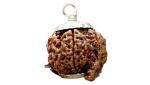 Feel Touch Mart Original & Natural 7 Mukhi Ganesh Rudraksha Certified Nepal Bead Premium 7 Mukhi Ganesh Rudraksha with Pendant 7 Mukhi Ganesh Rudraksha Asli for Men & Women by