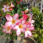 Cloud Farm Air Layered Adenium Plant Healthy Plant [CF458]