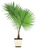 UGAOO Fan Palm Natural Live Indoor Plant With Pot (Extra Large)