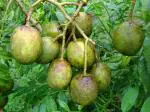 ONLINE PLANT BAZAR ALL TIME SWEET HOG PLUM PLANT THAILAND VARIETY GRAFTED PLANT(PACK OF-1)