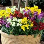 PARYAVARAAN Wall Flower Seeds For Balcony pack of 50 seeds