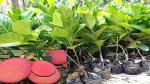 Platone Jackfruit Plant Red jack fruit tree