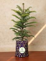 Yours Plants Live Christmas Tree, Indian Pine, 2-Feet Tall (2ft)