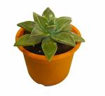 9blooms Natural Small Oxygen and Air Purifier Succulent Ghost Plant in Pot 199 gm