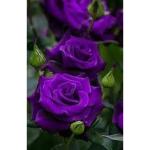 Cloud Farm Rose Flower Tree Gardens Rare Exotic Purple Climber Rose Flower Healthy Plant 