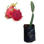 Cloud Farm Dragon Fruit Healthy Plant - 8