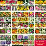 ONLY FOR ORGANIC 50 Variety Of Flower Seeds Combo Pack With Instruction Manual.