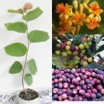 OXY GREEN PLANT Falsa,Sherbet Berry fruit plant