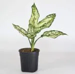 India Gardening Aglaonema Commutatum, Aglaonema Snowflake,Chinese Evergreen