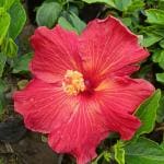ONLINE PLANT BAZAR HYBRID HIBISCUS FLOWER PLANT-SR04(PACK OF-1)