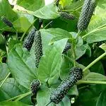 Kapebonavista Long Pepper Pipli Pimpli Indian long pepper Tippili Tippali Pippallu Kandan Lippili Pipli Pipul Pipari Pippali Magadhi Piper longum living Plant in poly Bag
