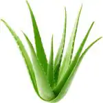 Corofitam Aloe Vera Plant_Aloe Vera Plant RB jh(x15
