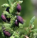 NooElec Seeds India 20+ Seeds- Black Spruce Tree Seeds (Picea mariana) Seeds For Gardening