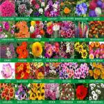 Greenery Hub 35 Varieties of Plant and Flower Seeds Combo (35 Per Packet)