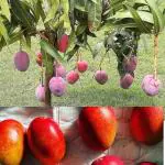 Cloud Farm World Costliest Japanese Miyazaki Mango Plant Grafted Tree Height - 2-3 Feet ,CF_T08